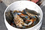 Bucket of blue crabs