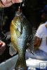 Longear sunfish in boat