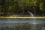 Jumping sturgeon