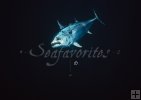 Bonito underwater