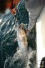 Bluefin tuna in hand