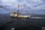 Shrimpboat on calm day