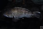 Black seabass underwater