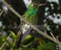 Hummingbird