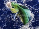 Mahi-mahi Mahi-mahi
