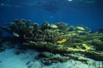 Coral underwater