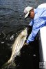 Admiring a fine snook
