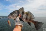 Puppy drum at the jetties
