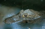 Caiman