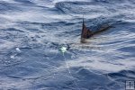 Sailfish hits fly