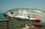 Bluefish with large plug on pier