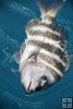 Sheepshead on top