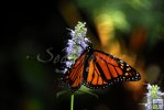 Butterfly-11