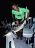 Blacktip shark
