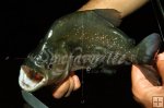 Piranha Piranha