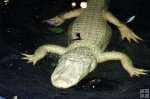Albino alligator