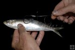 Hooking Spanish sardine