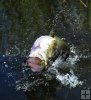 Jumping bass-9