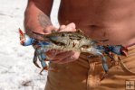 Female blue crab