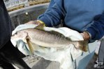 Keeper-size whiting