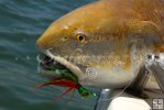 Redfish (Bull) Redfish (Bull)