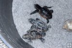 Three baby loggerheads