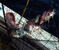 Fish trap, red snapper