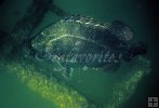 Tripletail under oil rig