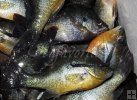 Longear sunfish at bottom