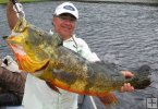 Bass Bass