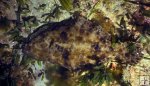 Gulf flounder underwater