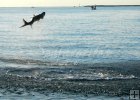Tarpon jump, Atlantic beach