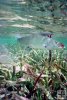 Bonefish and mangrove shoot