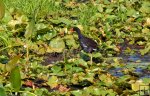 Gallinule climbs through plants