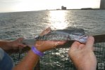 Remora on Florida pier