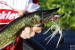 Pickerel and spinner bait