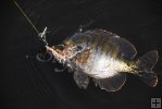 Bluegill nears the boat
