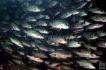 Gray Snapper Schooling underwater-2
