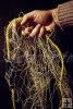 Gillnet in hand
