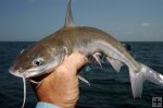 Hardhead catfish held safely
