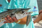Spanish mackerel and spoon-2