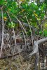 Red mangroves