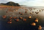 Olive Ridley turtle arribada