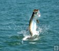 Tarpon Jumper