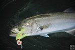 Bluefish in water