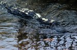 Big prowling gator