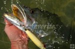 Trout Saltwater Trout Saltwater