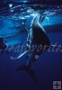Underwater hammerhead