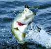 Jumping bass, Florida