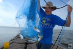 Jetty menhaden